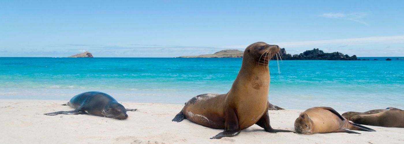 Sea Lions on a Beach in 2019 for a Galapagos Christmas Tour	